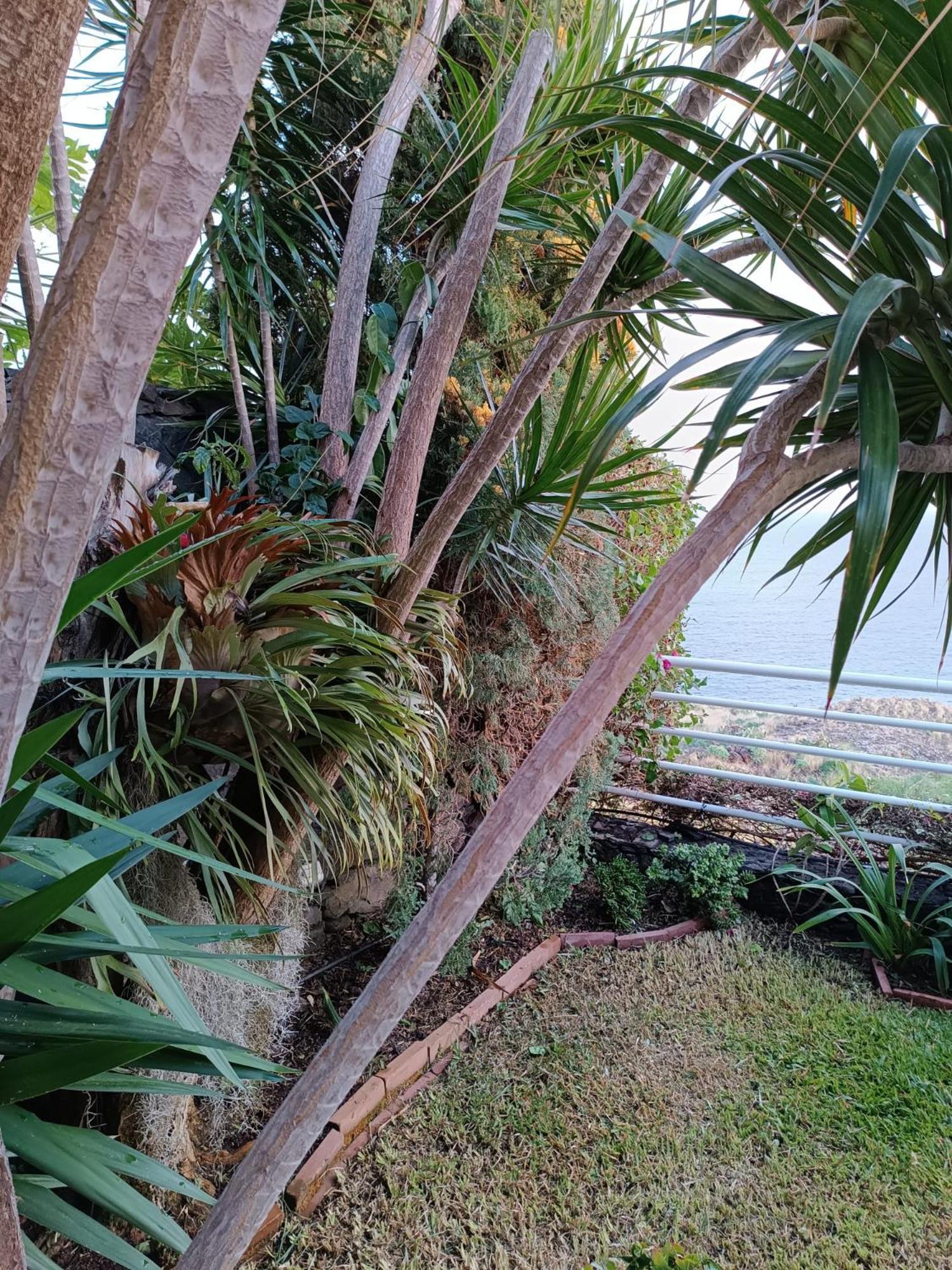 Moradia T2 Madeira Villa Funchal  Kültér fotó